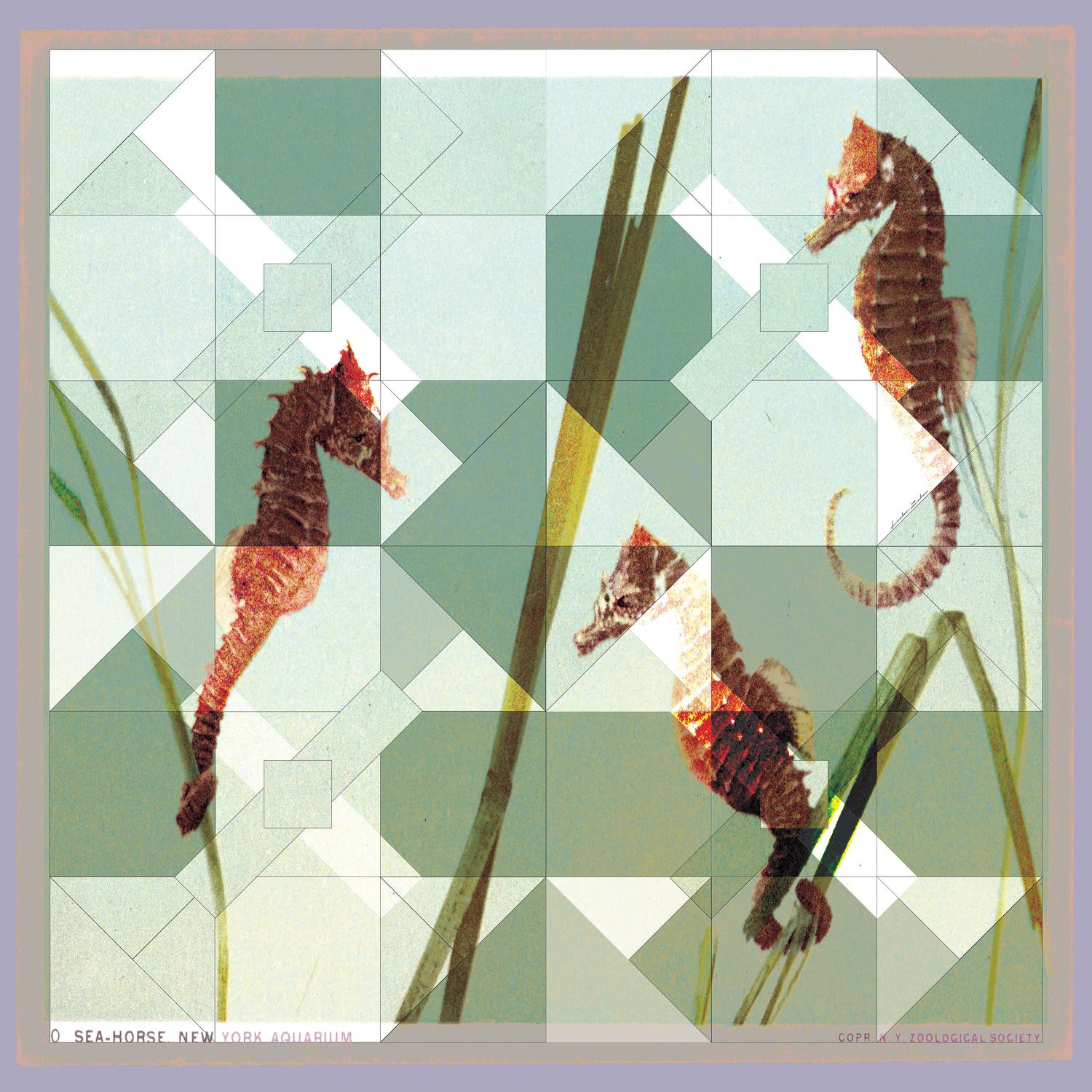 Vibrant Seahorse Illustration Silk Scarf from the Artist Series, part of the limited edition silk scarves collection.