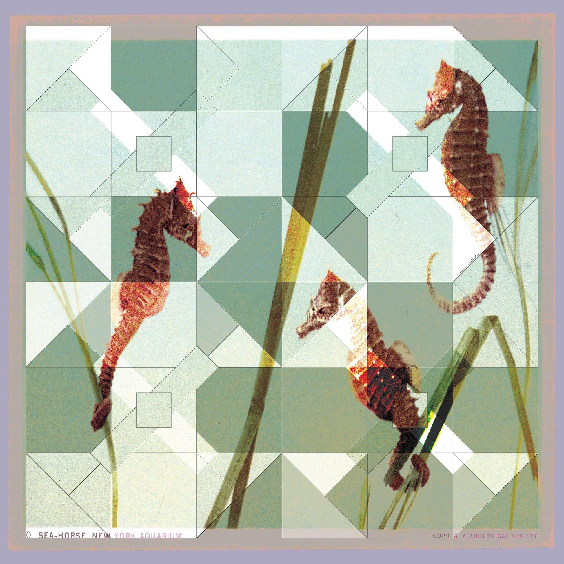 Artistic representation of sea-horses from New York Aquarium, handcrafted silk scarf by Leeloo + Zohan, featuring geometric overlays and vibrant colors.